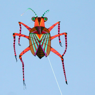 Orange cricket