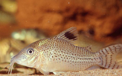 Corydoras punctatus