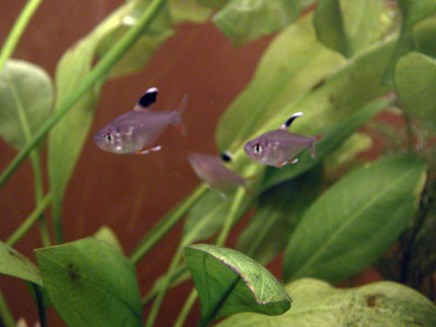 Pink tetra